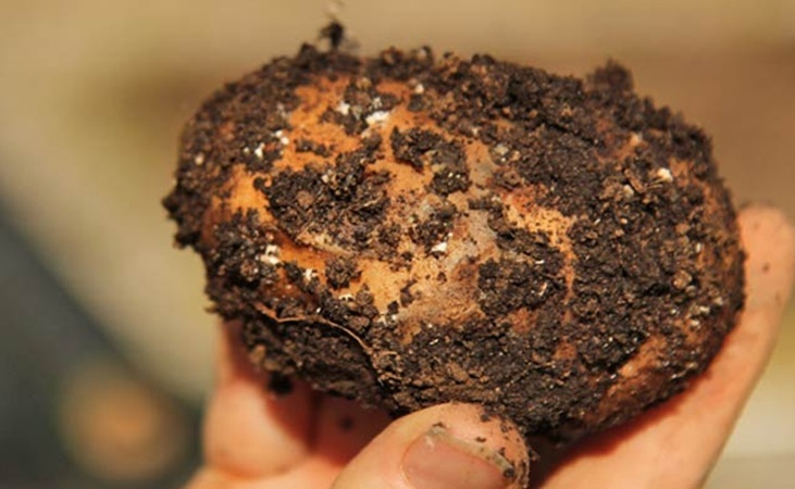 Blight stricken potato Blight stricken potato