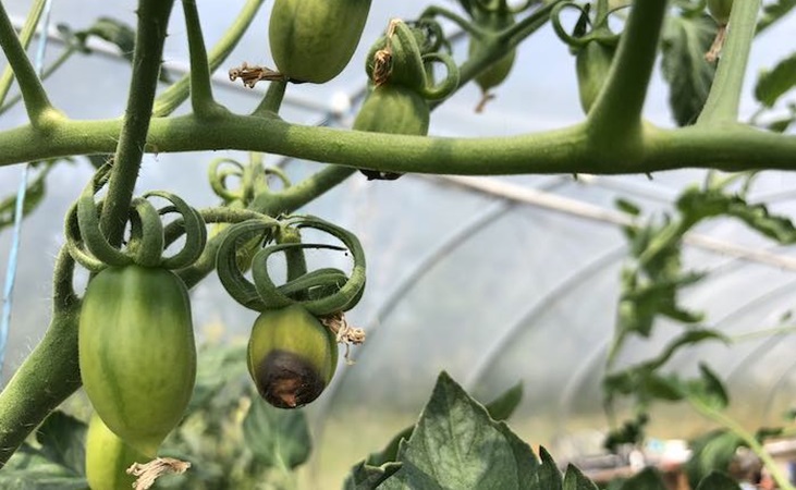 Evidence of blossom end rot - see dark marks