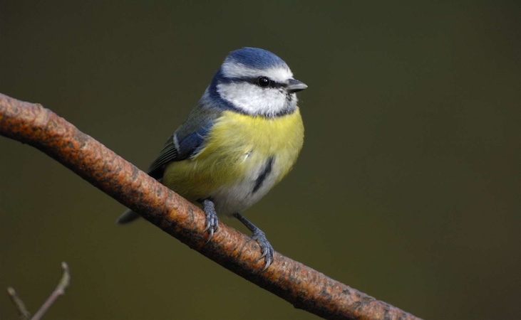 a blue tit on a branch