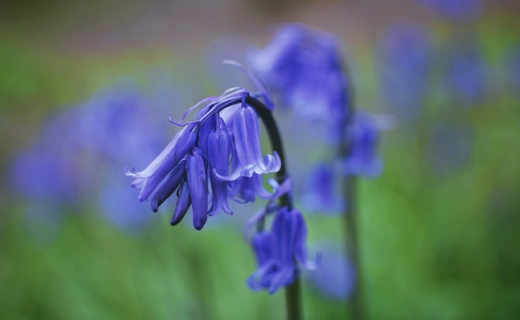 Bluebell