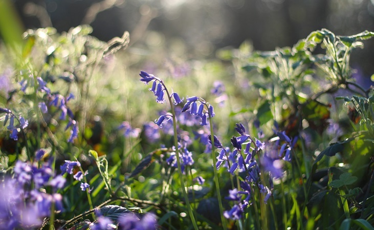 Common bluebell