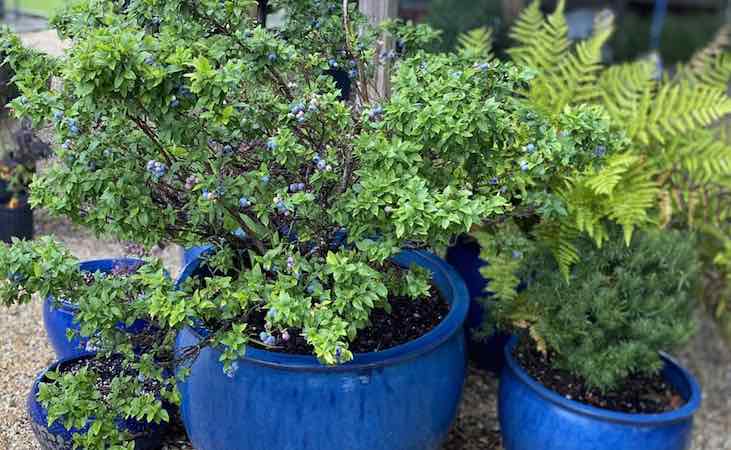 Blueberries growing in a blue container