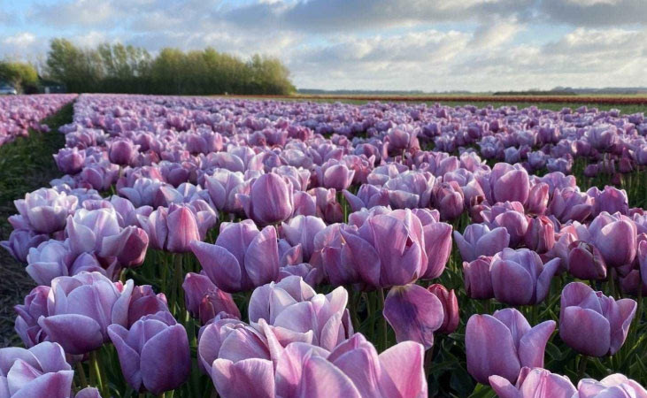 Blue Heaven tulips