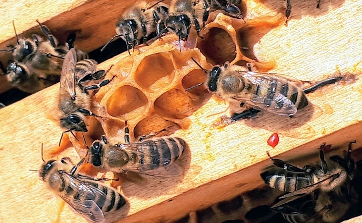 Honeybee hive