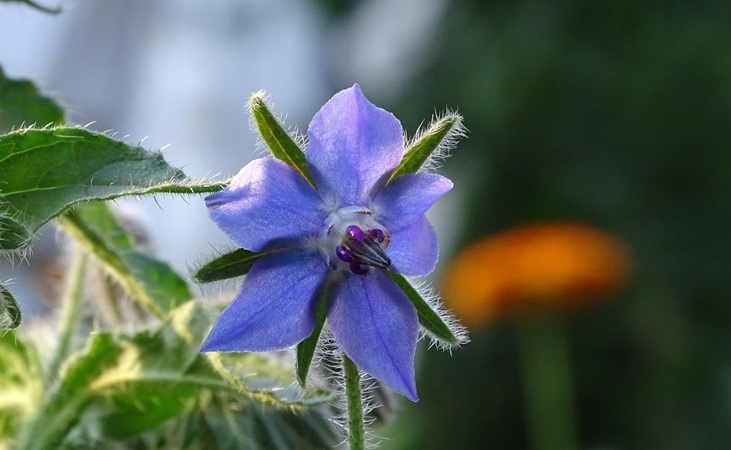 Borage