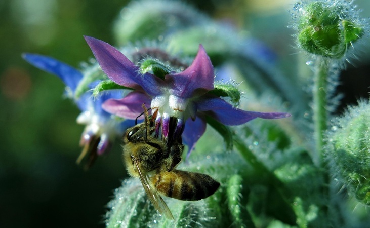 Borage flowers with foraging honeybee Borage flowers with foraging honeybee