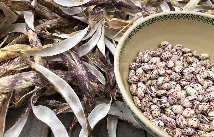 borlotti beans harvested