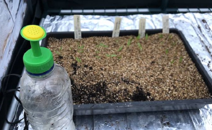 bottle top waterer and seedlings 