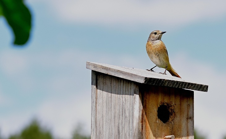 Bird box with common redstart