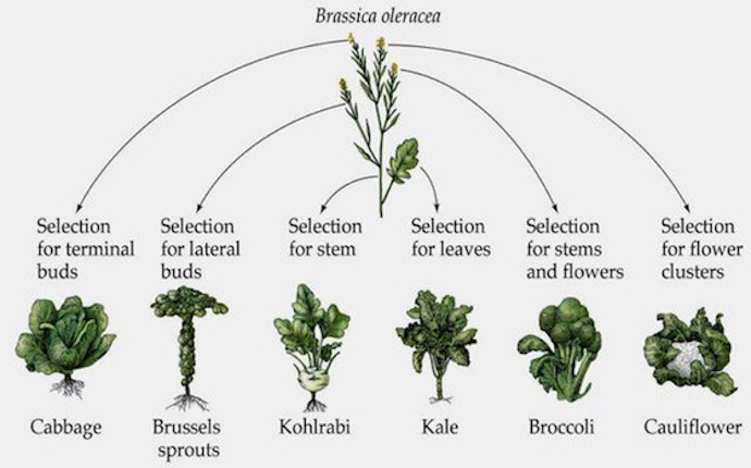 Evolution of brassica oleracea