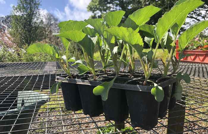 Brassica Seedlings