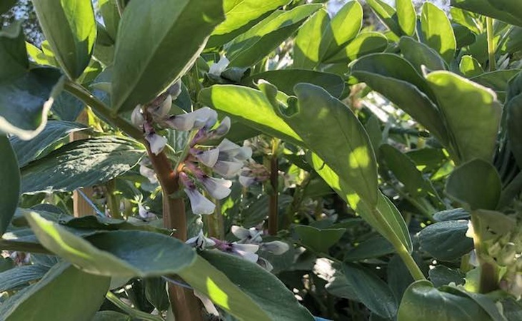 Broad bean flowers