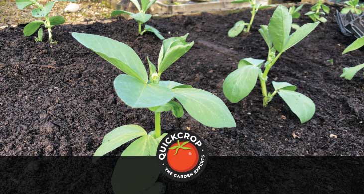 Broad beans growing in soil - header image