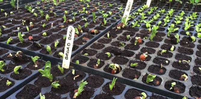 Broad bean seedings in modular tray