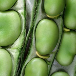 Broad beans close up