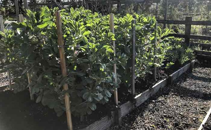 broad bean plants with plant supports