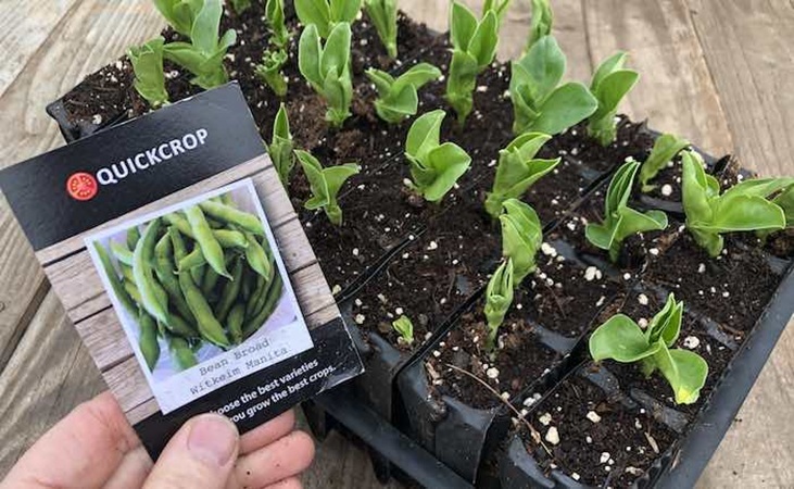 Broad Bean 'Witkeim Manita' seeds in a packet