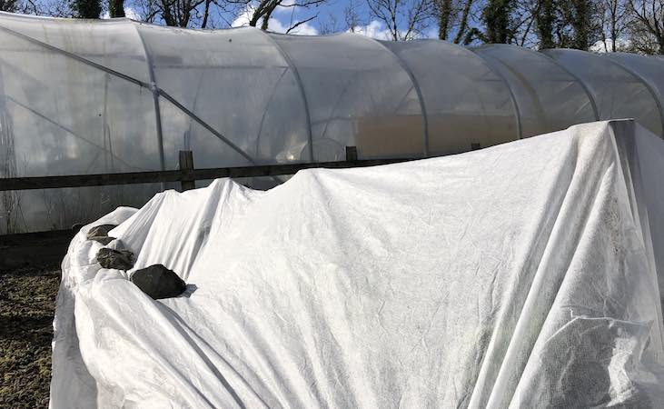 Protective fleece placed over broad beans