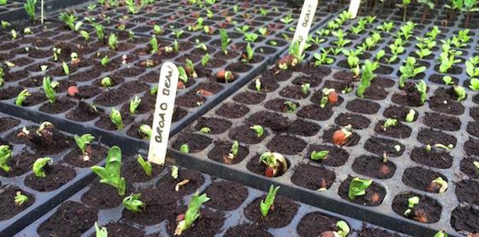 Broad Beans in Modular Trays