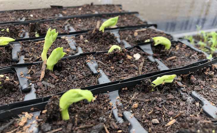 Broad bean seedlings in modules
