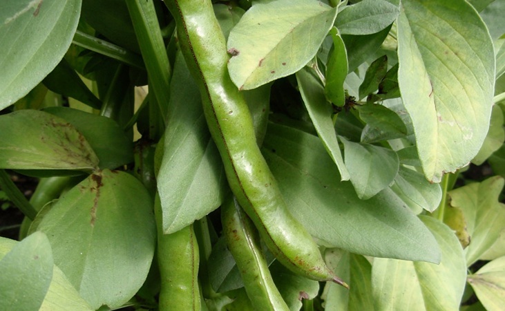 broad beans pods among foliage broad beans pods among foliage