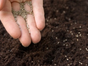 scatter or broadcast sow celery seeds