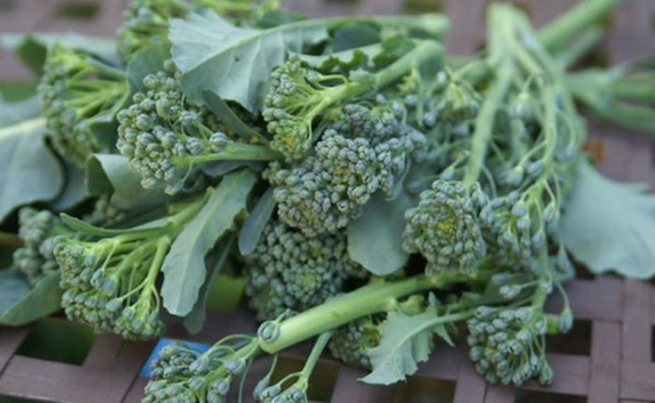Green sprouting broccoli
