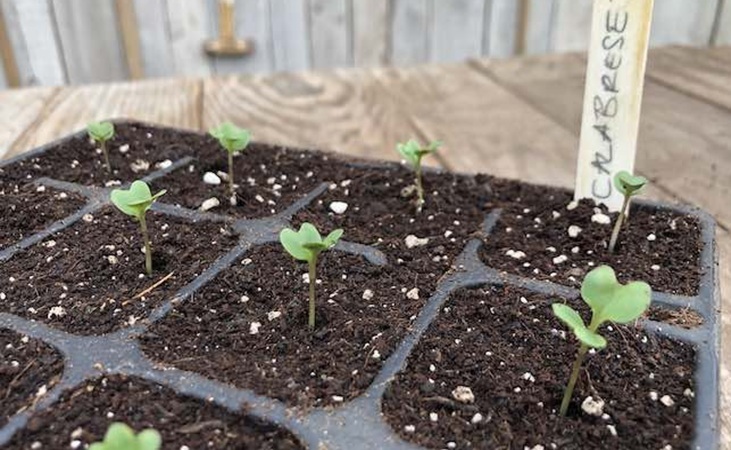 Broccoli calabrese seedlings