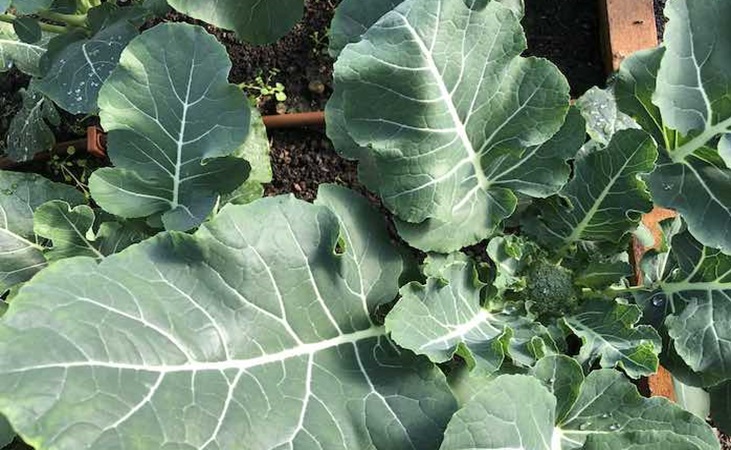 Broccoli calabrese in the tunnel