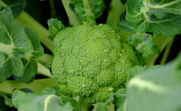 Broccoli head