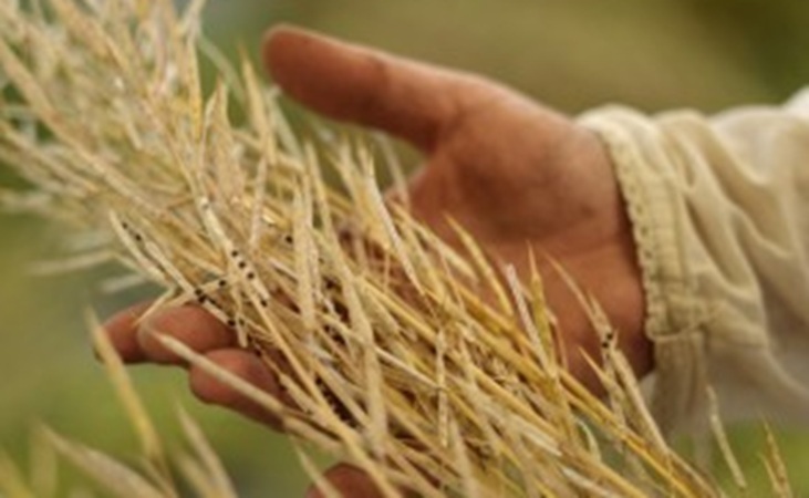 grains - photo from Brown Envelope seeds grains - photo from Brown Envelope seeds