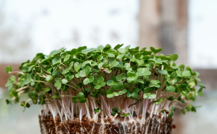 Microgreens