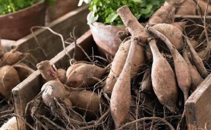 Dahlia tubers Dahlia tubers