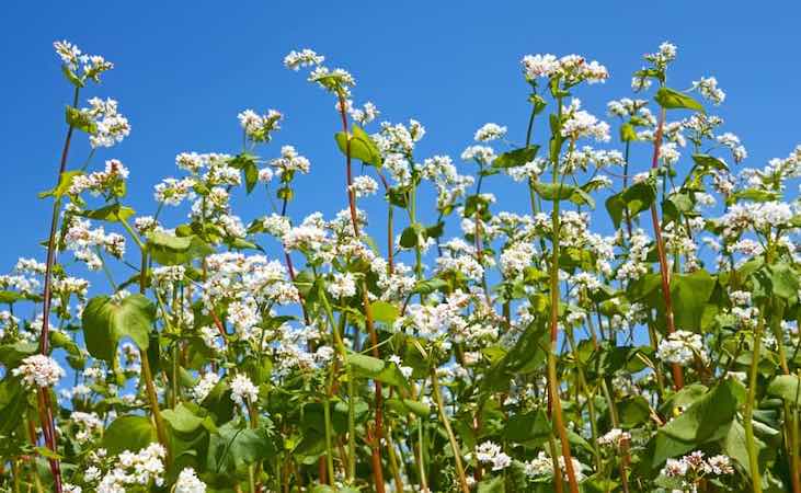 buckwheat