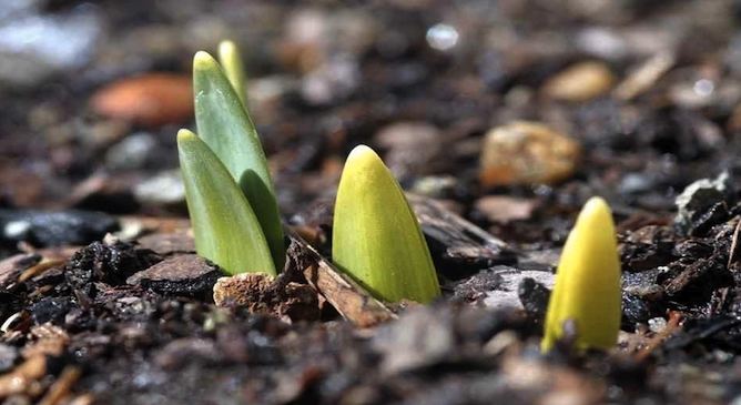 Bulbs sprouting over the surface of compost