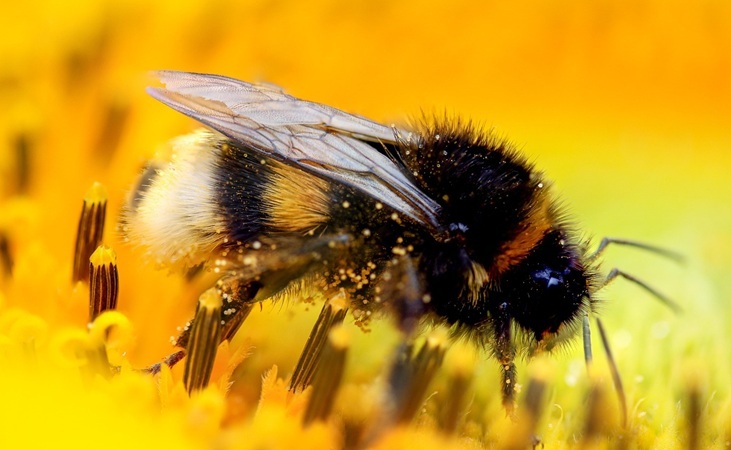 A bee with pollen sticking to its body