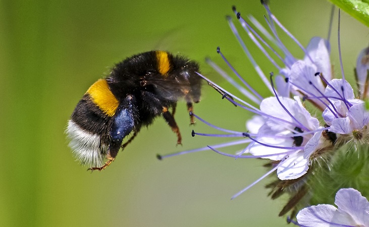 A bumblebee hovering near flowerheads
