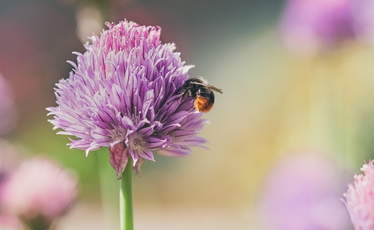 Bumblebee on chive plant