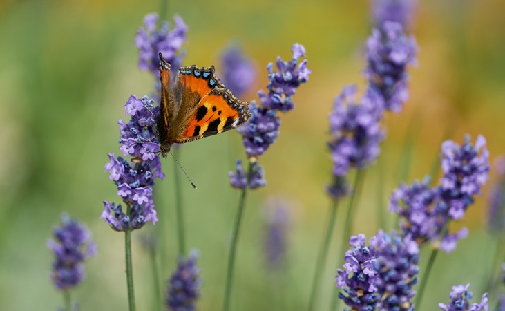 lavender is a nectar source for butterflies