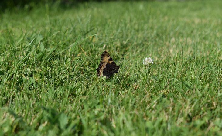 butterfly on a lawn