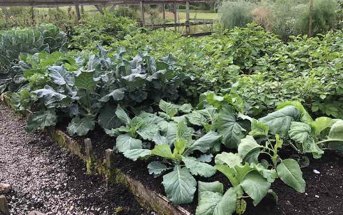 Cabbage in the vegetable garden
