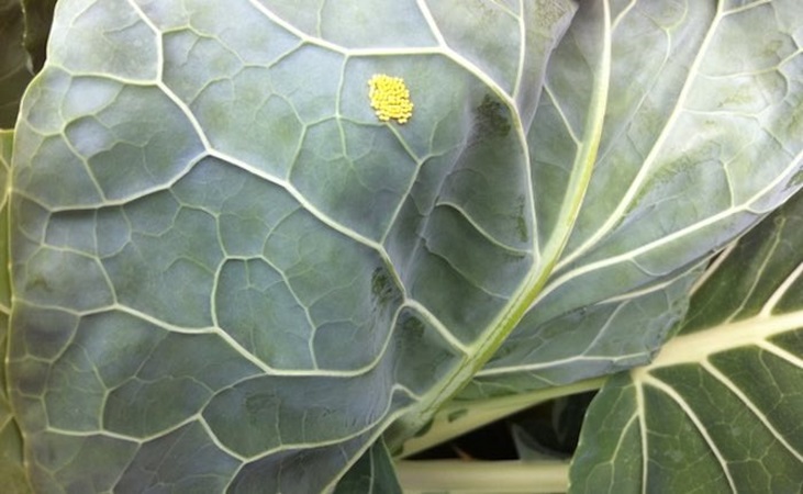 Cabbage white butterfly eggs