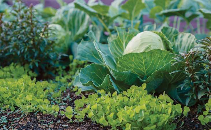 intercropping cabbage with clover