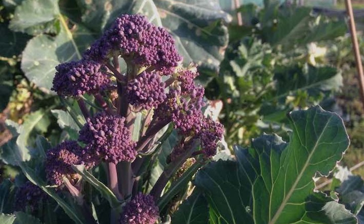 Purple sprouting broccoli