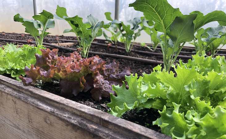 early calabrese and spring cabbage growing side by side in the polytunnel