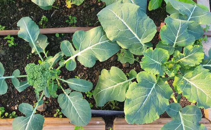 Calabrese heads in the polytunnel