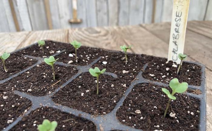 Calabrese seedlings in a tray