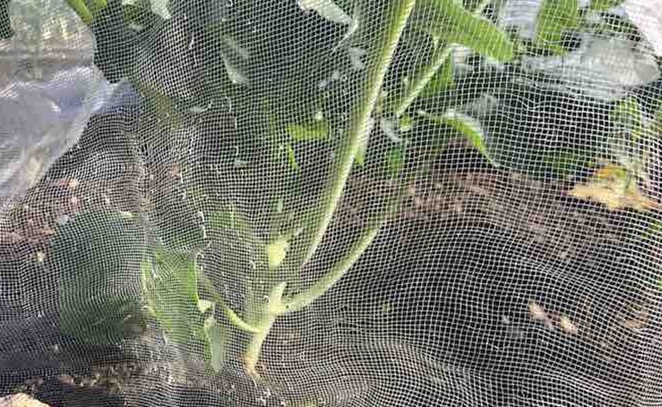 calabrese under enviromesh