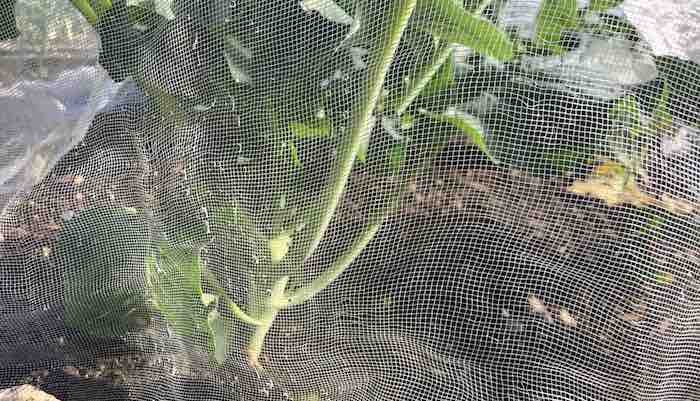Broccoli calabrese under enviromesh crop protection