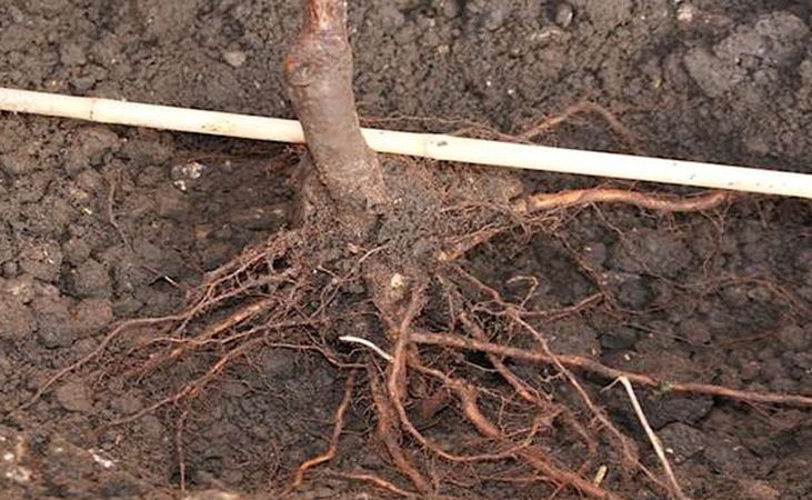 Measuring planting depth with a cane